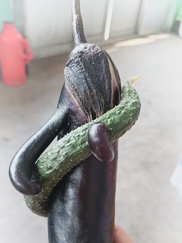 是茄子劈腿了还是黄瓜出轨了这是什么品种
