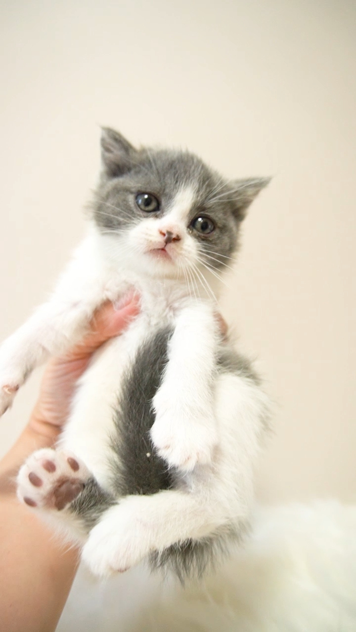 英短蓝白猫咪500元