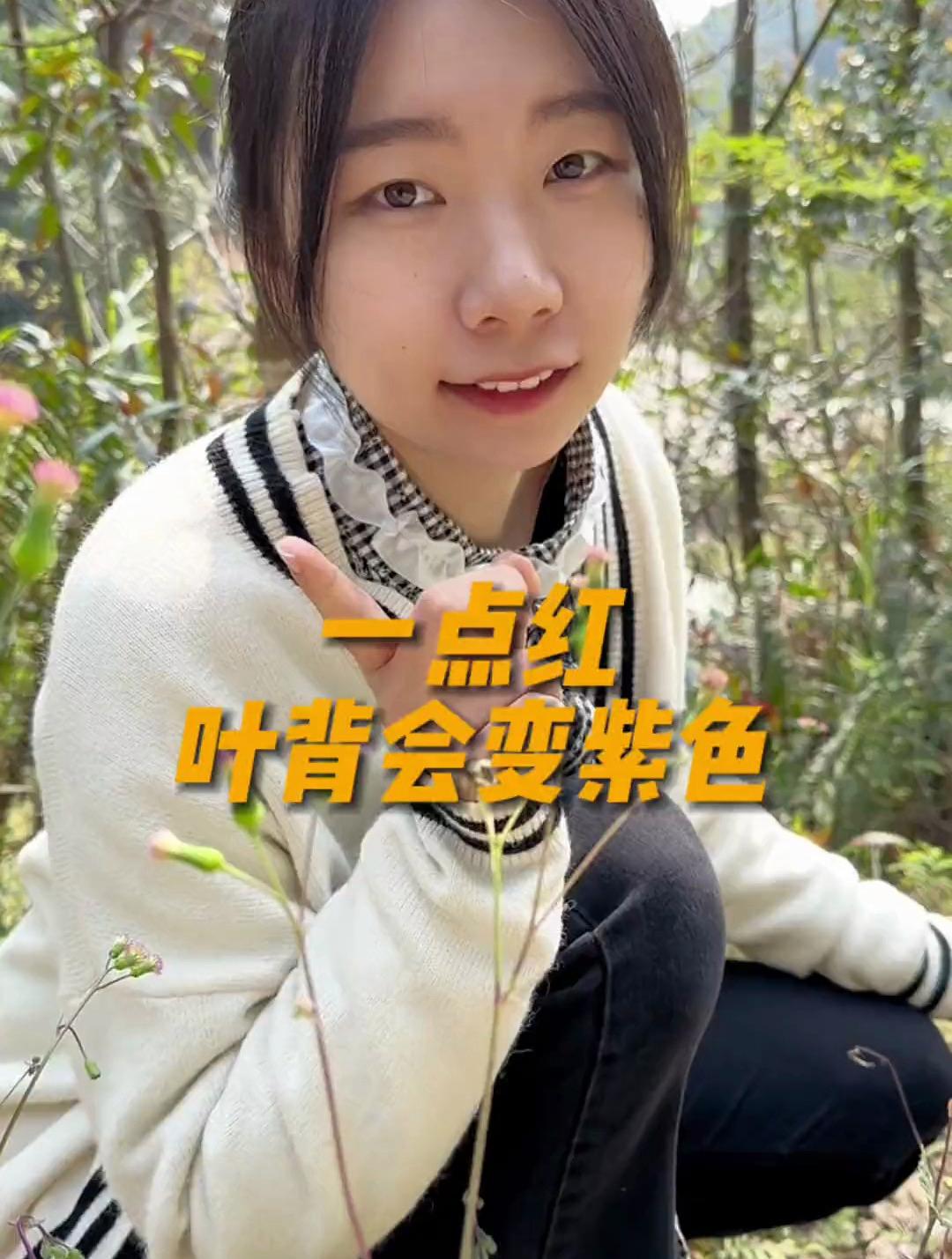 野外随处可见的“一点红”,有什么用处吗?有人用来炖鸡汤