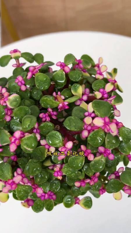 金枝玉叶又叫雅乐之舞,寄托着自己对美好爱情的向往和追求