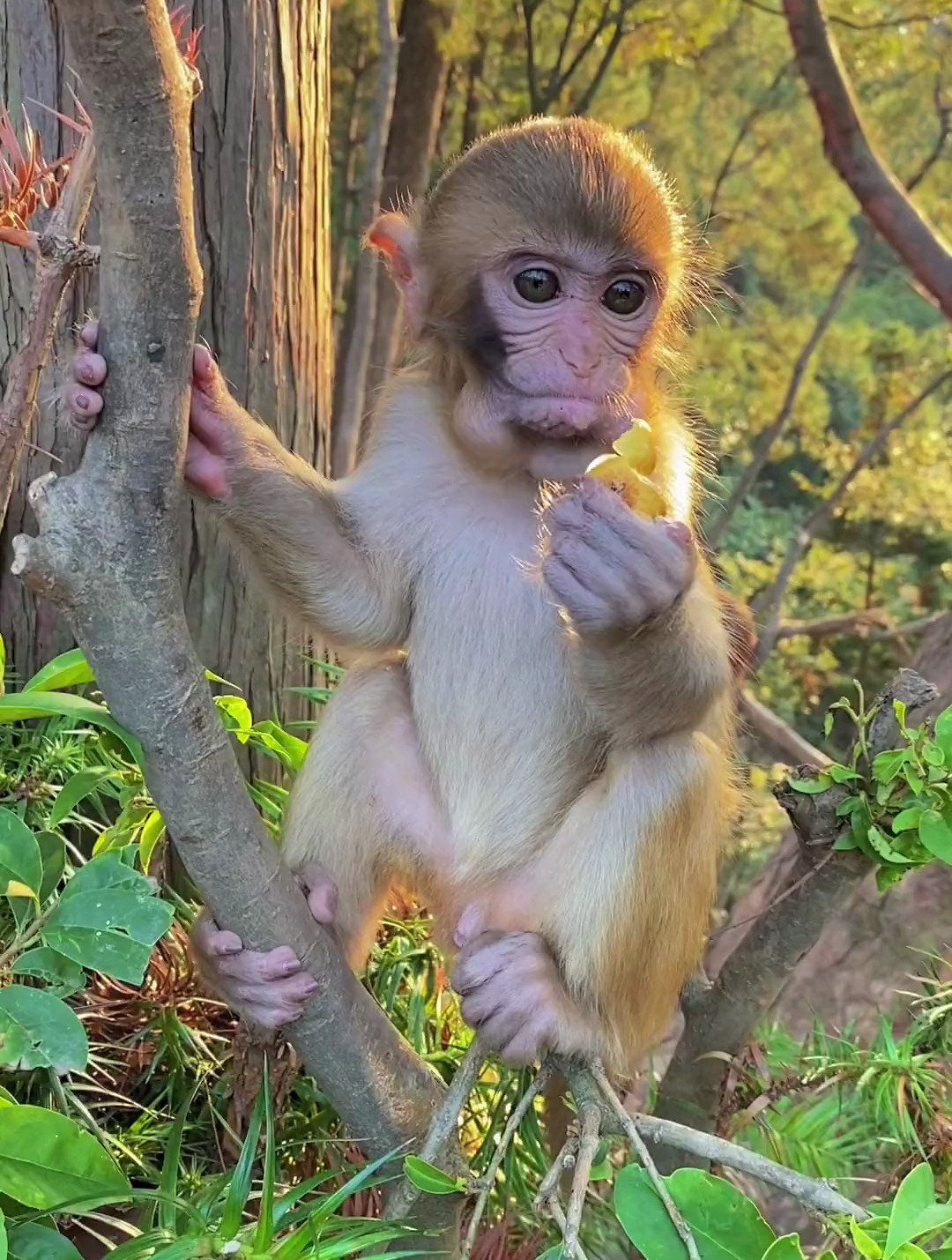 可爱的猴宝宝,猕猴