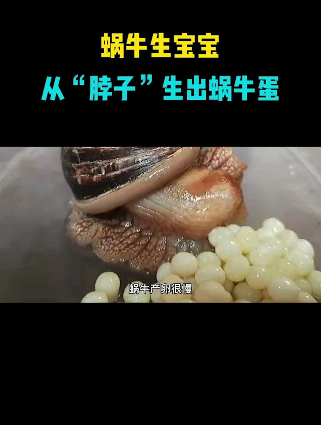 蜗牛生宝宝,从脖子生出蜗牛蛋-度小视
