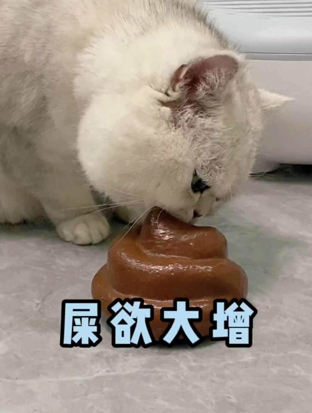 原来真有喜欢吃屎的猫啊