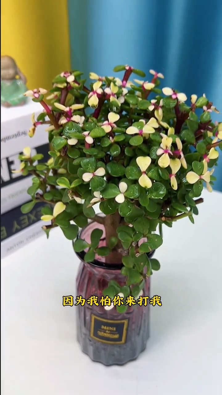 金枝玉叶又叫雅乐之舞,寄托着自己对美好爱情的向往和追求-度小视