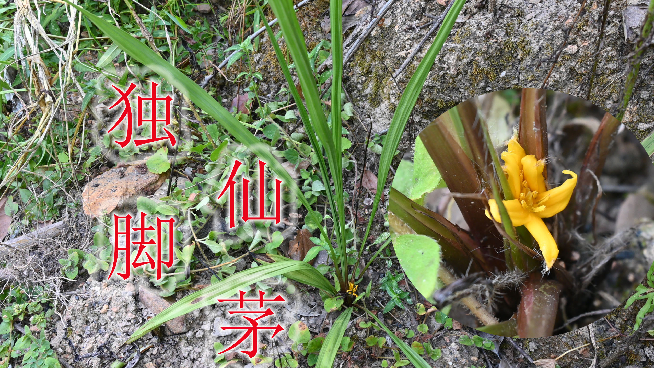 小草独脚仙茅是个宝,俗称:风湿草、肾阳草,中年男性炖汤好处多