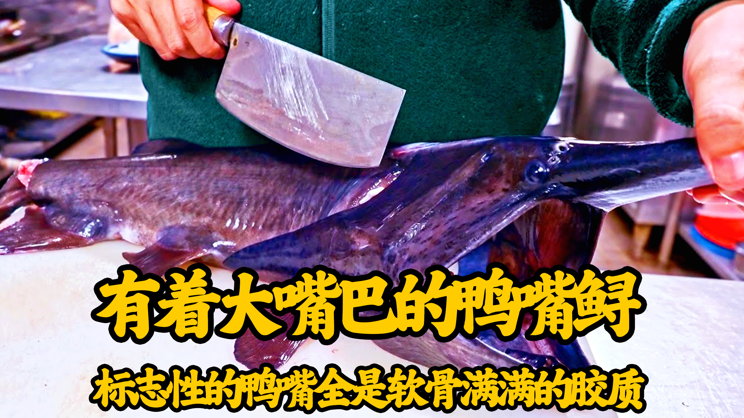 现存3亿年的鱼类,泉水养殖的鸭嘴鲟,全身软骨没有一根多余的刺