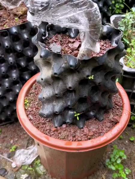金弹子生桩种植时缠膜和高培土是决定它是否成活的关键,怎样操作-度小