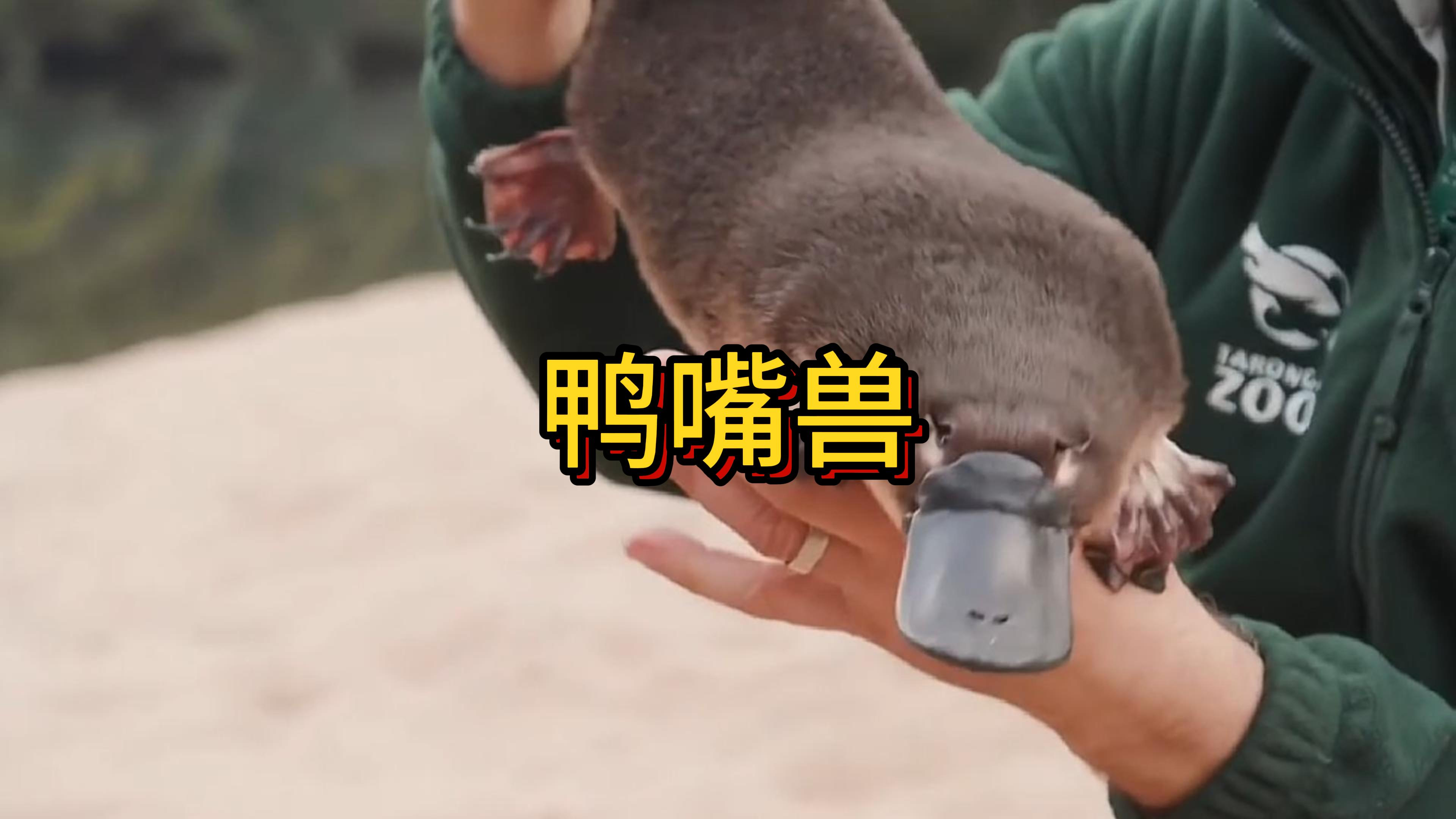 关于鸭嘴兽的知识,你知道多少