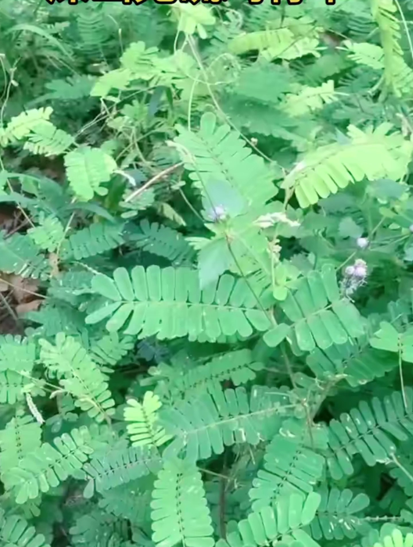 鸡骨草又叫光眼藤,山豌豆,黄头草,黄再强等,可以用来煲汤