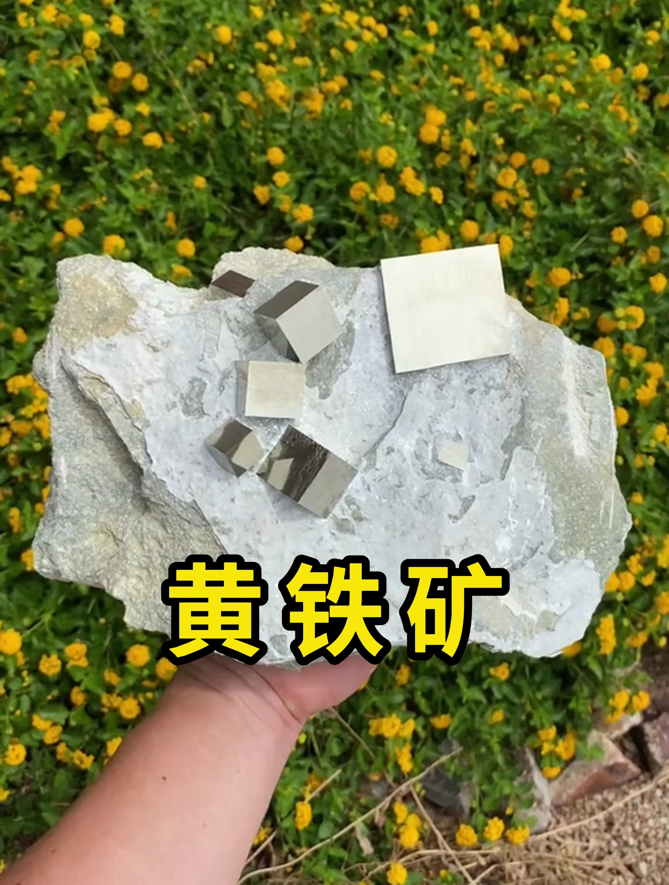 方方正正的矿石这是黄铁矿