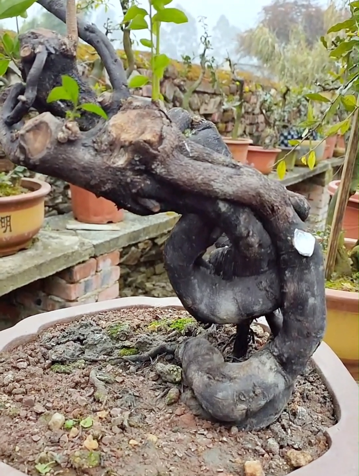 一颗金弹子怪桩,看看老师如何一分为二,做一颗精致悬崖桩!