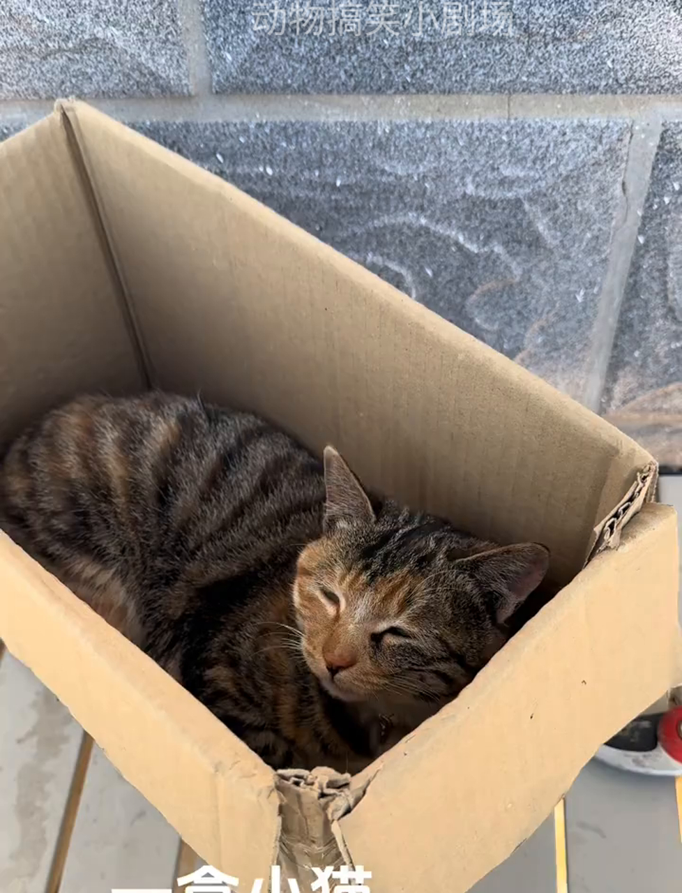 刚睡醒的一窝小奶猫萌态十足