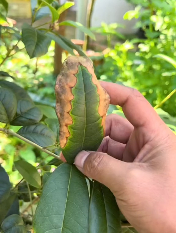 桂花焦尖这样处理轻轻松松就搞定