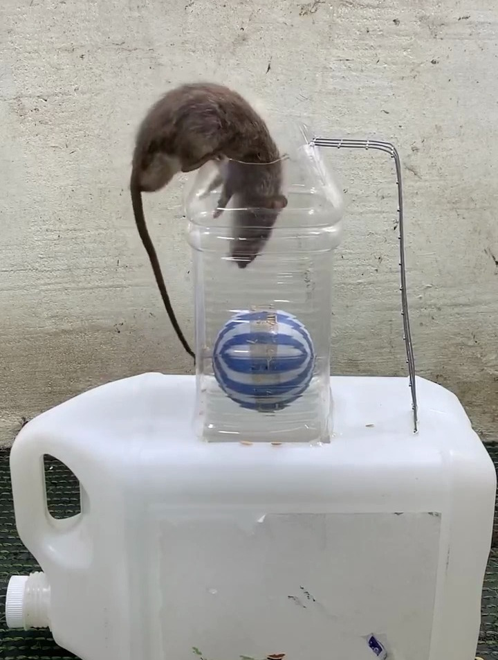 用旧的塑料瓶做了一个捕鼠器