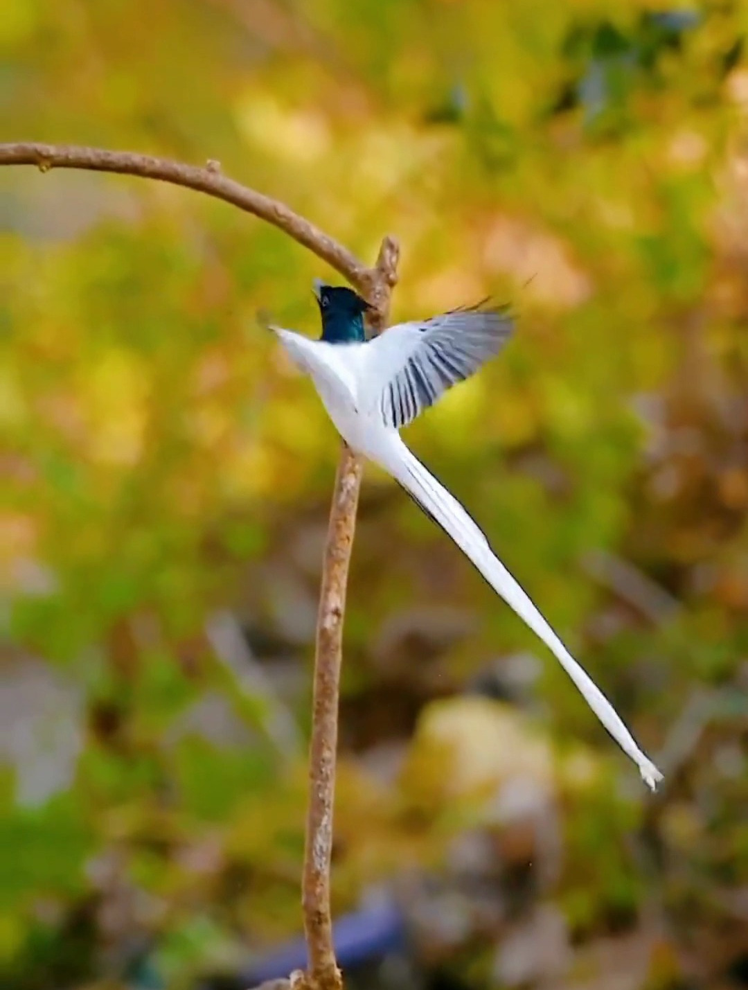 吉祥鸟 白寿带林间飞翔 尾羽飘然若仙 见 吉祥鸟 者好运吉祥-度小视