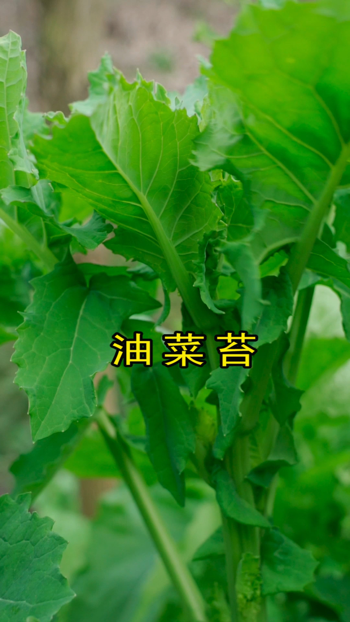 摘點地裡的油菜薹,回家清炒一盤,味道肯定很巴適-度小視