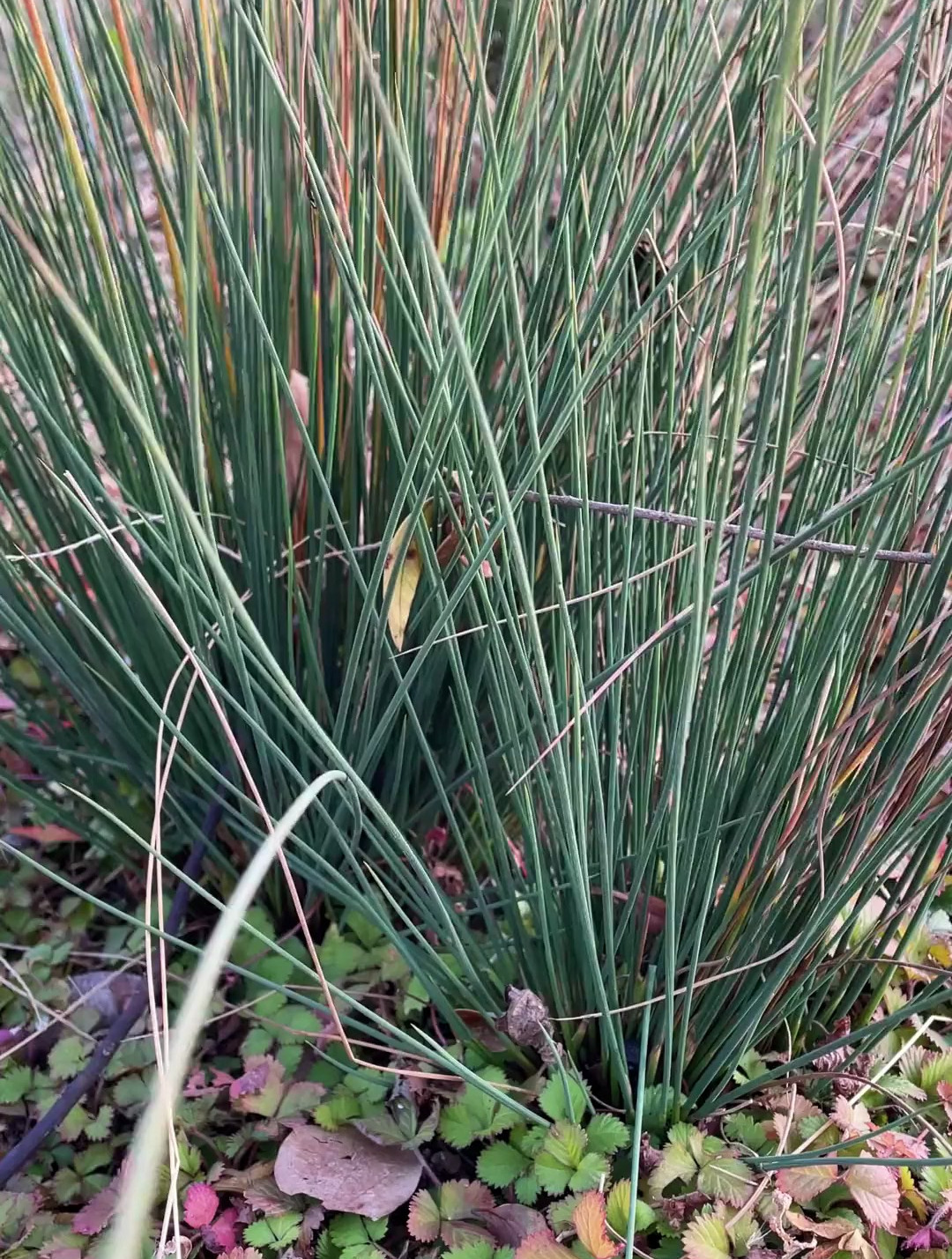 灯芯草做灯芯能不能照明
