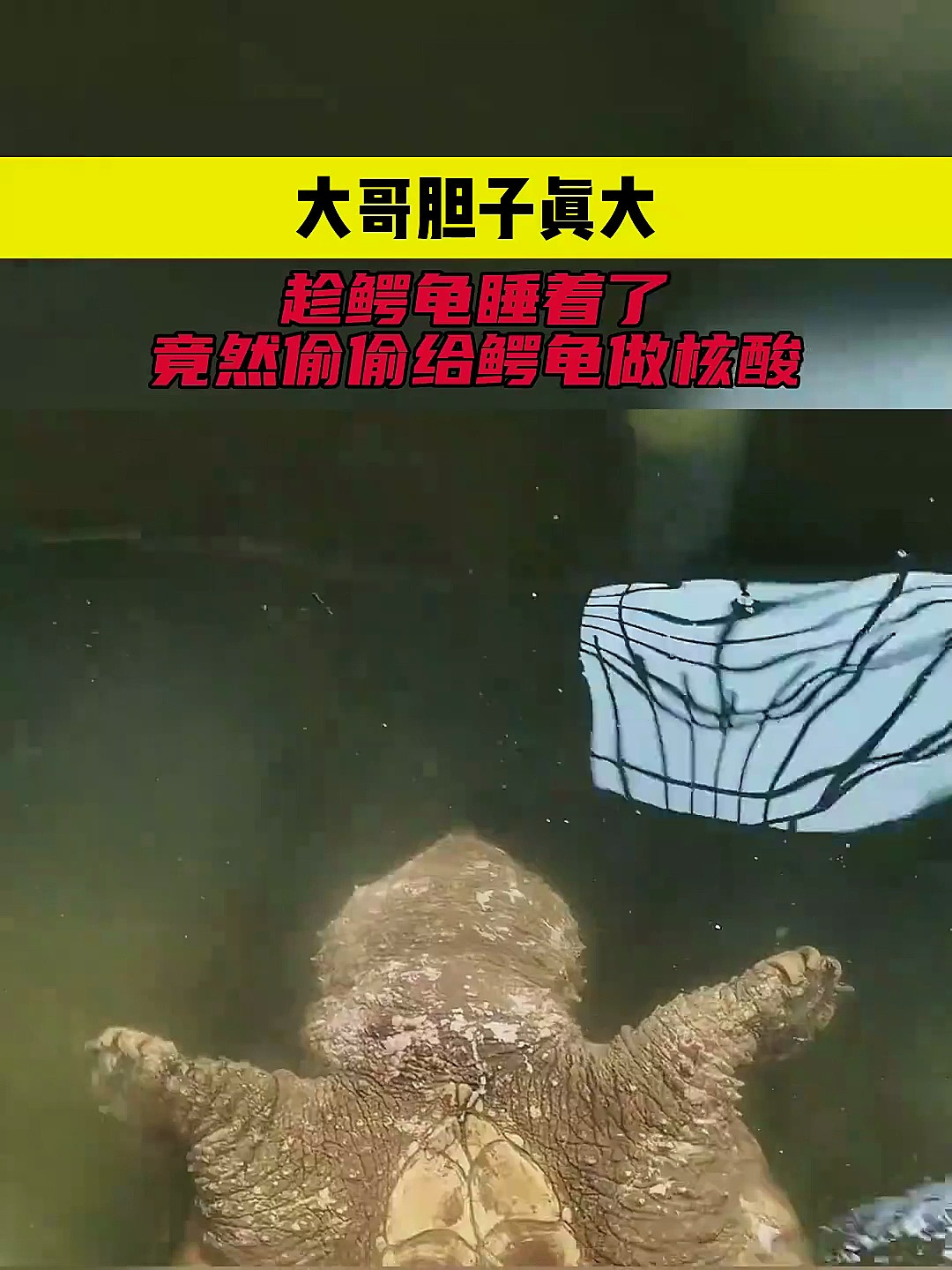 大哥胆子真大趁鳄龟睡着了竟然偷偷给鳄龟做核酸
