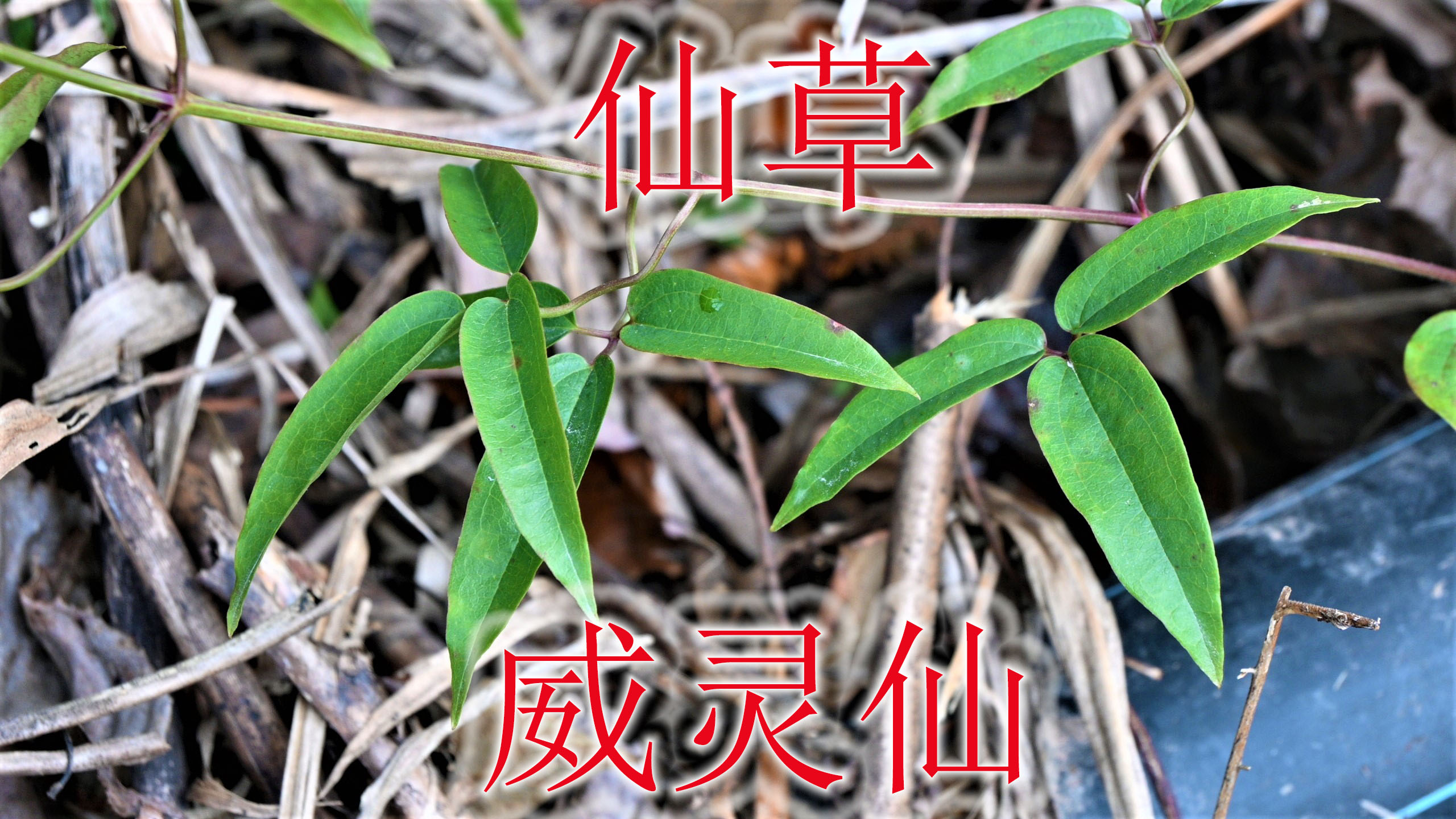 农村仙草植物“威灵仙”,煮水能软化鱼刺,根常有人用来泡酒