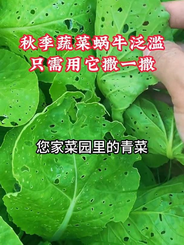 去除蜗牛小妙招 蜗牛防治 病虫害防治 种植小技巧