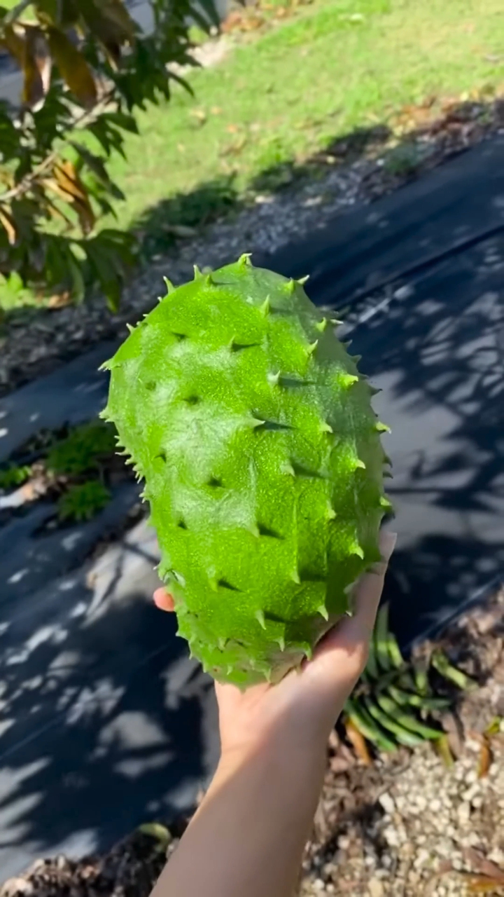 红毛榴莲,也有些人叫它榴莲释迦