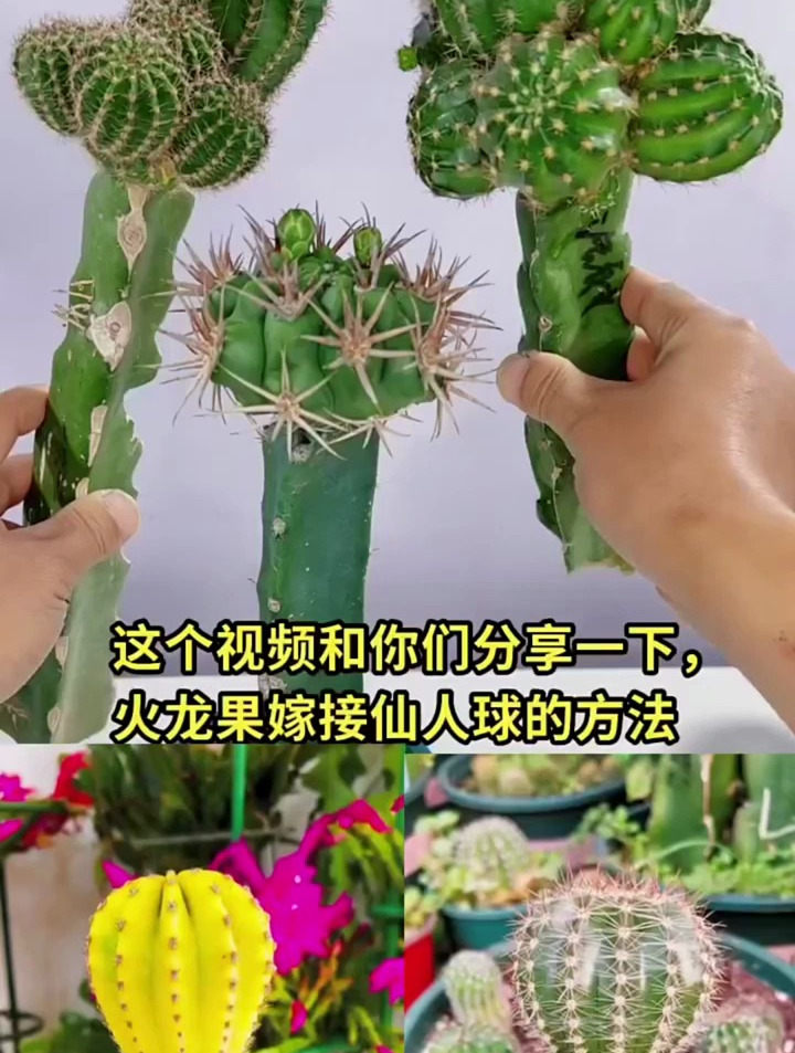 分享火龙果嫁接仙人球的方法……-度小视