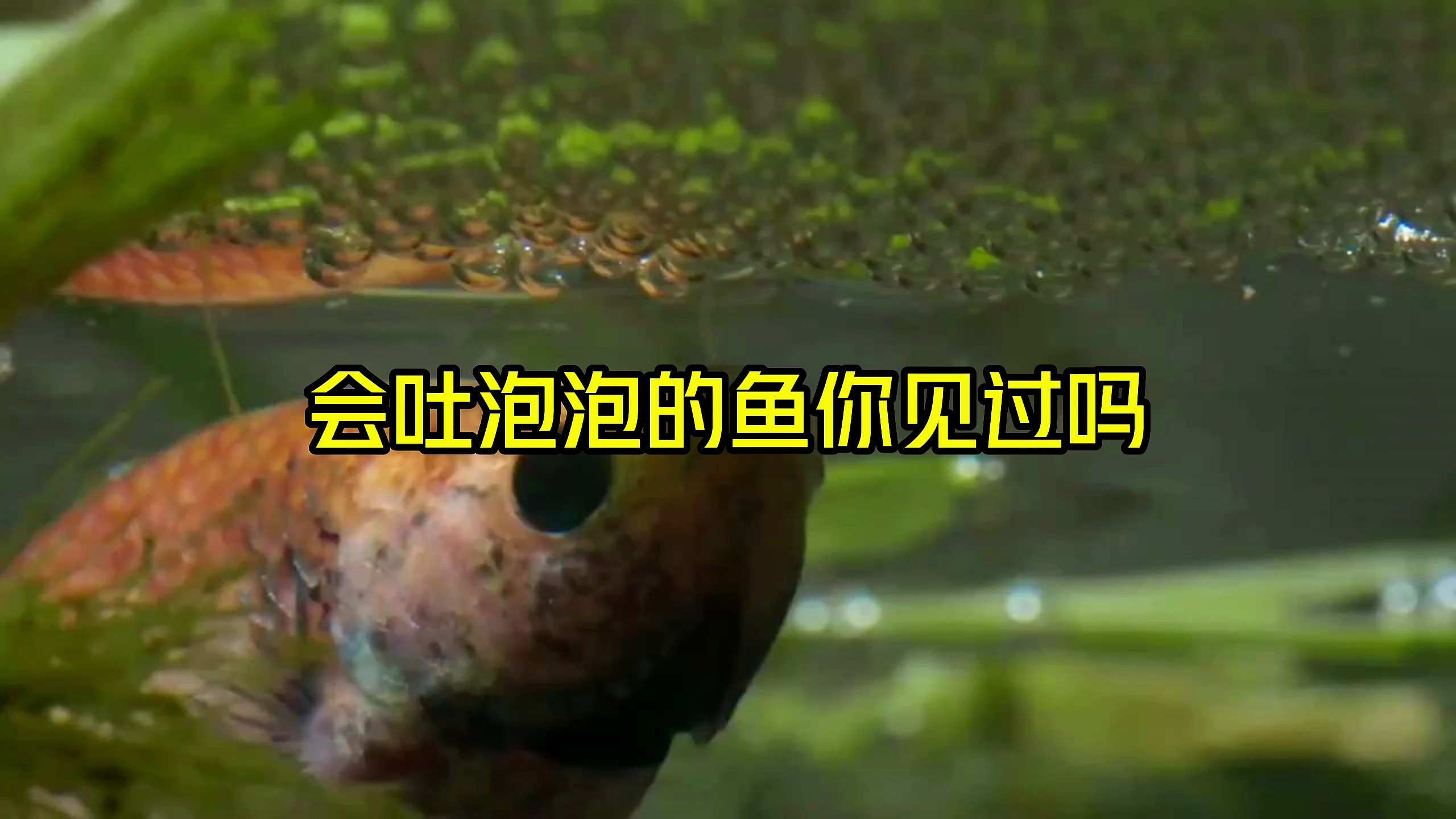 你见过会吐泡泡的鱼吗?你知道这些泡泡都用来做什么吗?