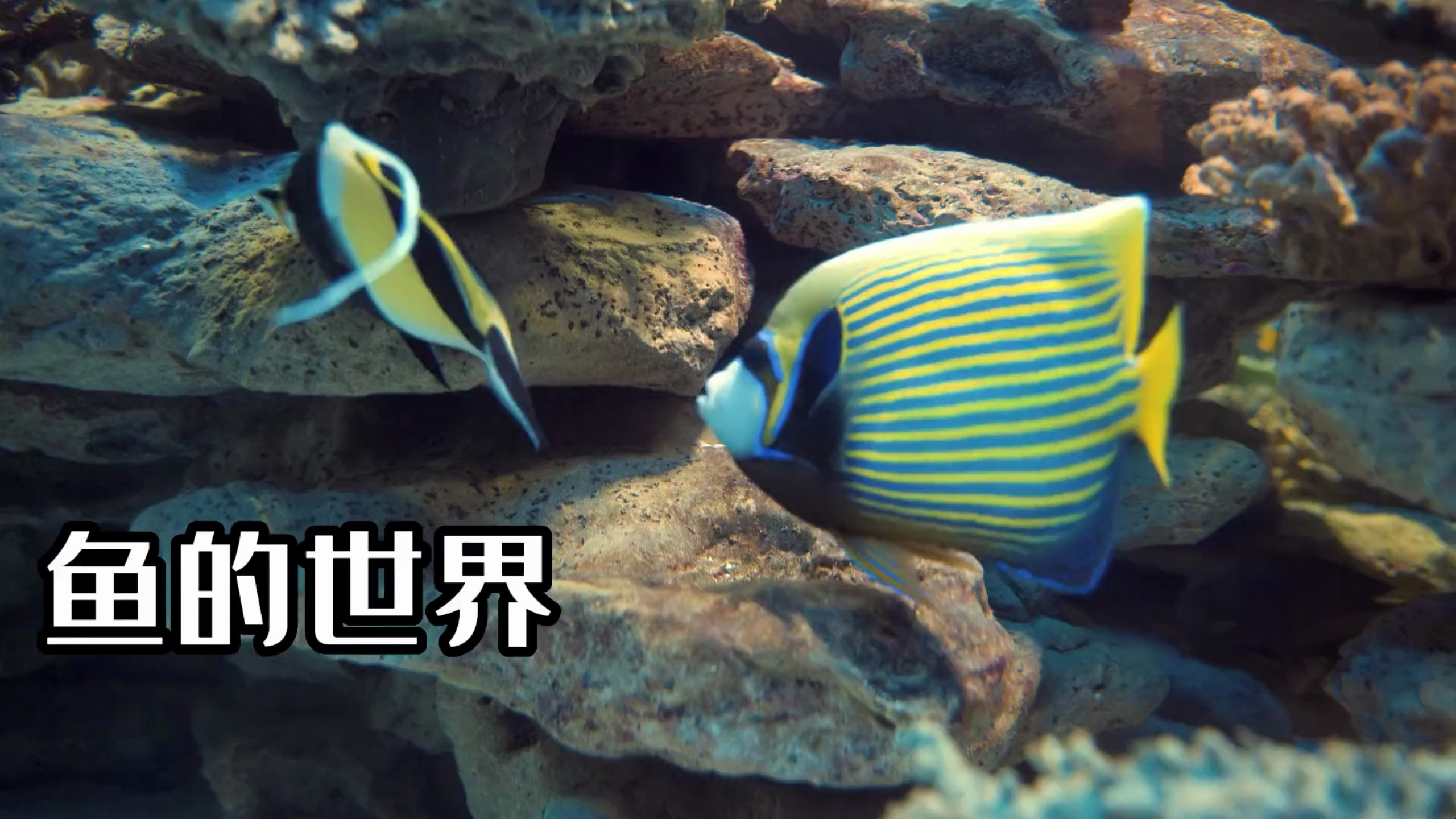 五彩缤纷鱼的世界,奇特的海底世界,水母及各种鱼类。