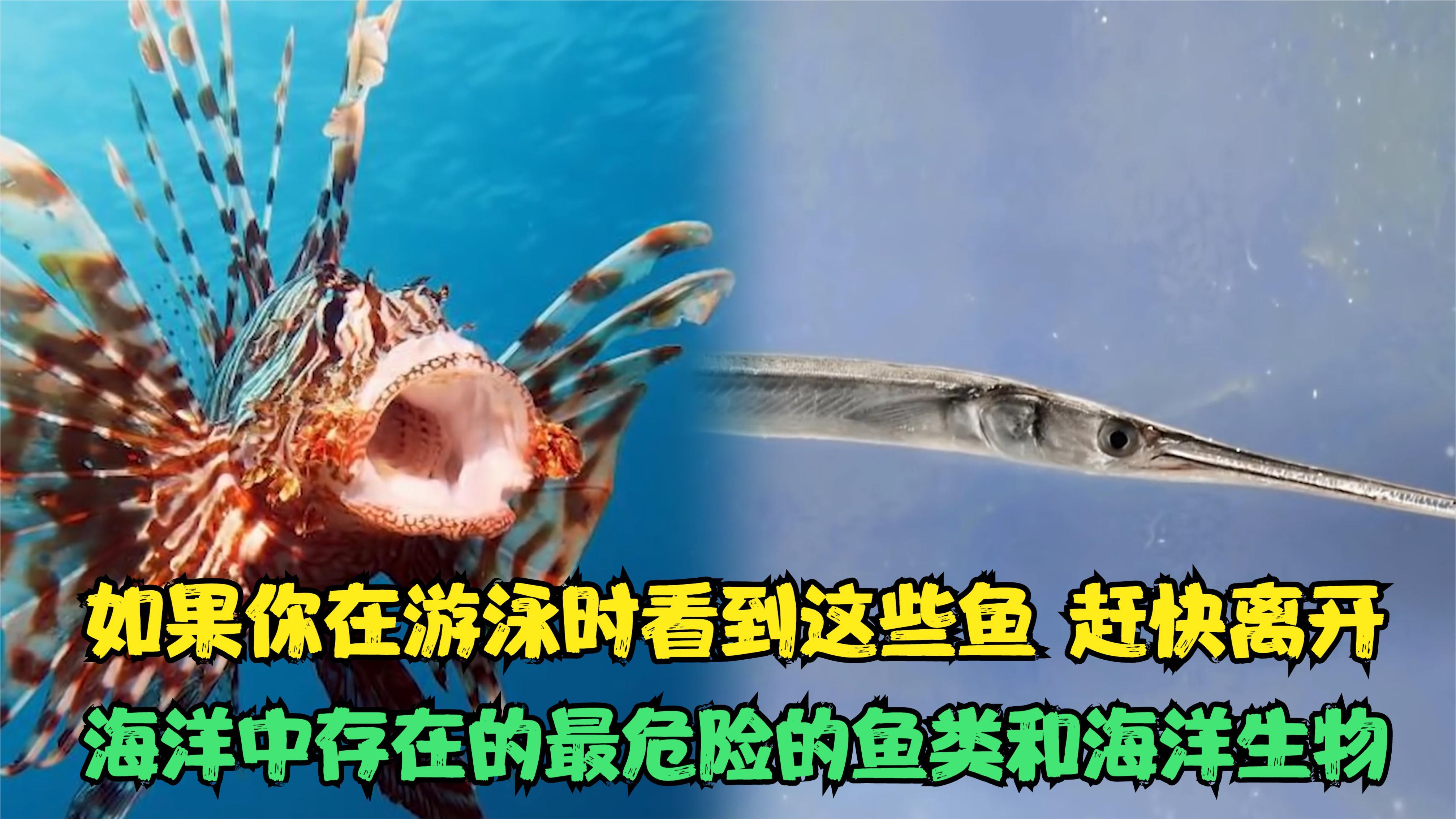 在游泳时看到这些鱼赶快离开这里,这是海洋中存在的最危险的鱼类