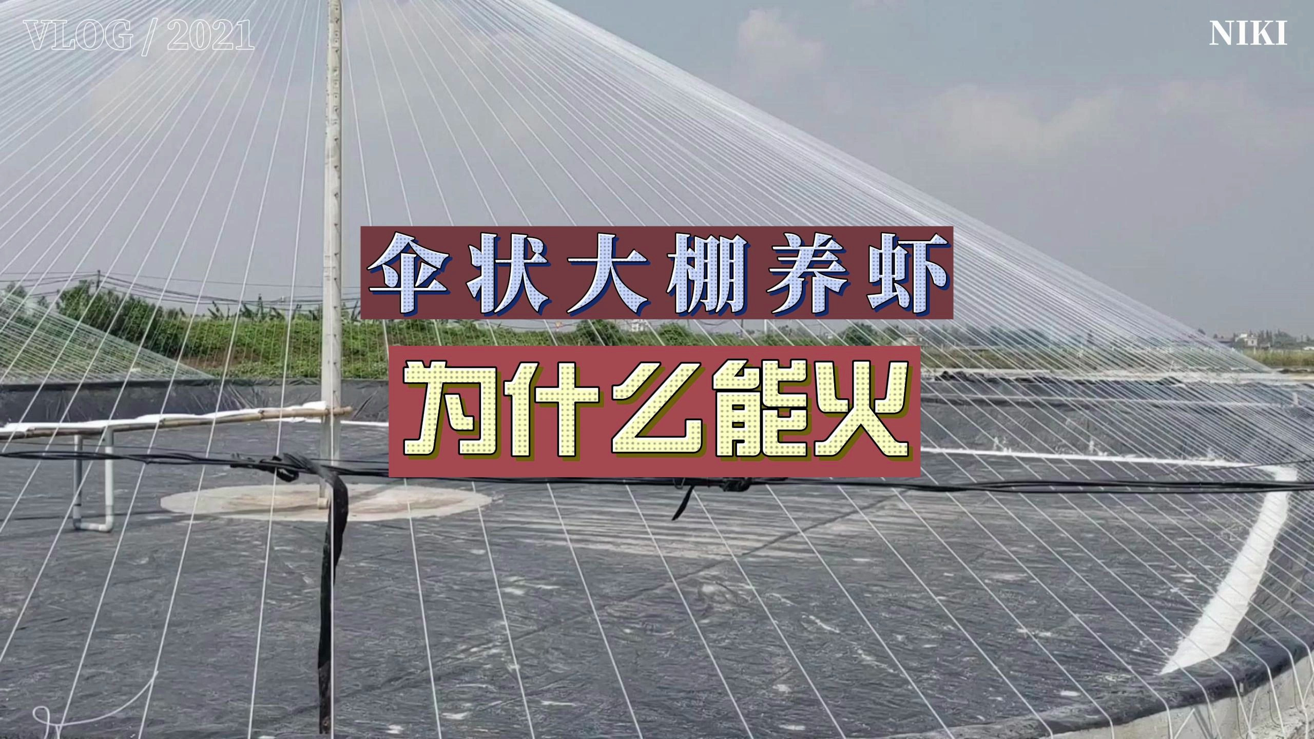 伞状大棚养虾,为什么能火?这几点很重要!