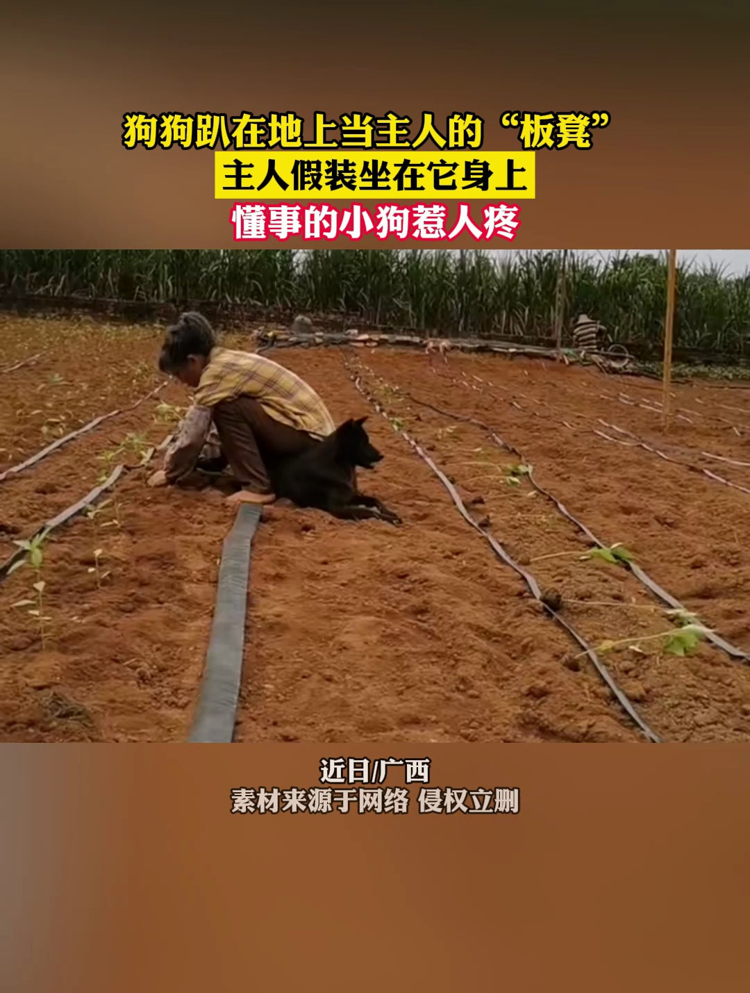 狗狗趴在地上当主人的"板凳"