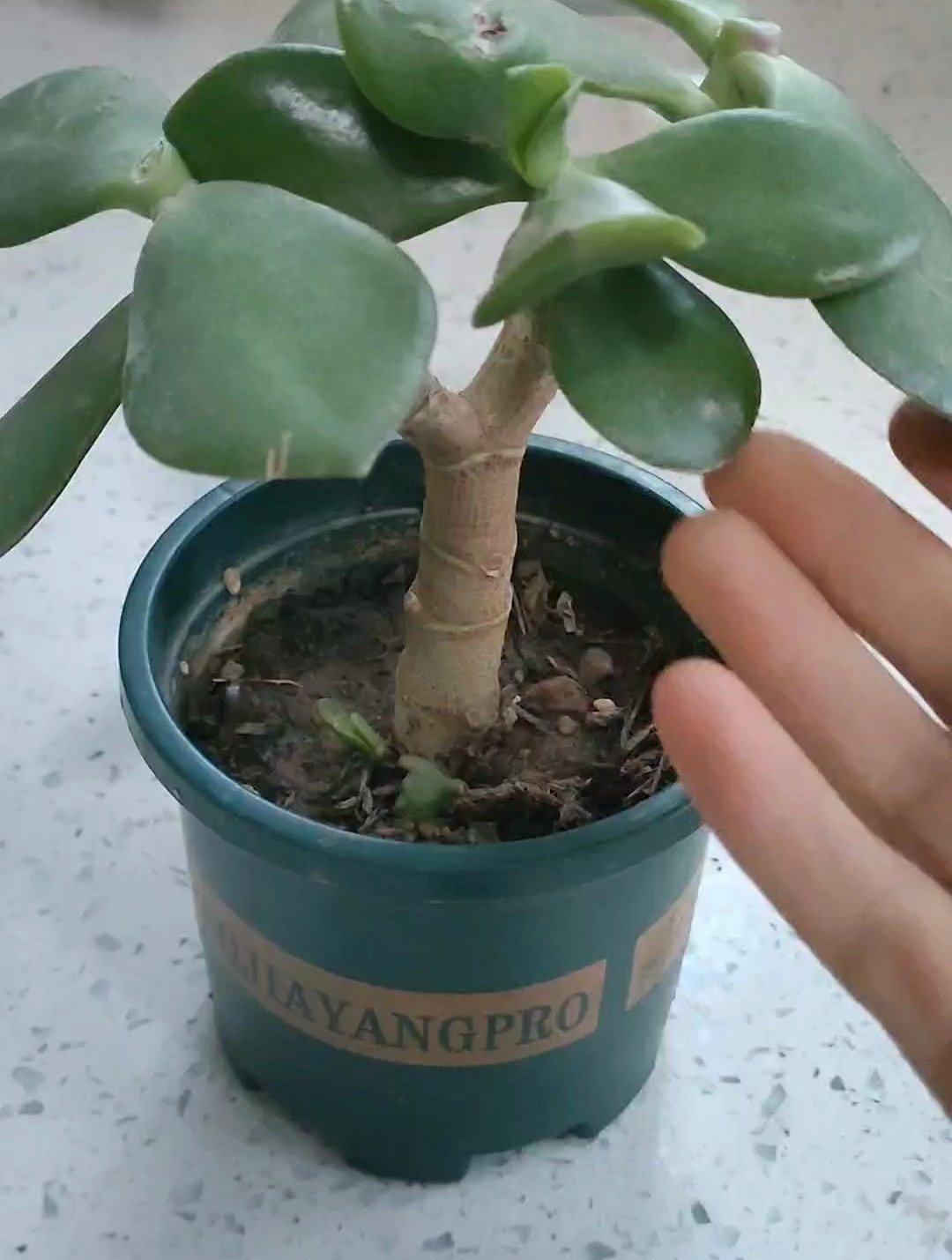 玉树这样养护,主干粗壮蹭蹭长