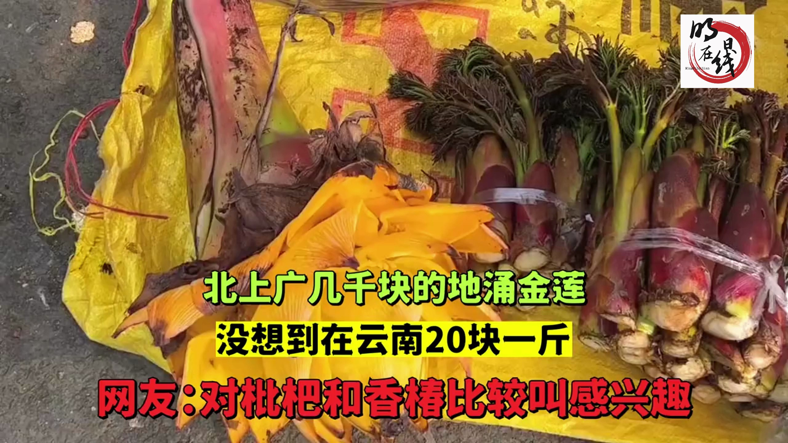北上广几千块的地涌金莲,没想到在云南20块一斤