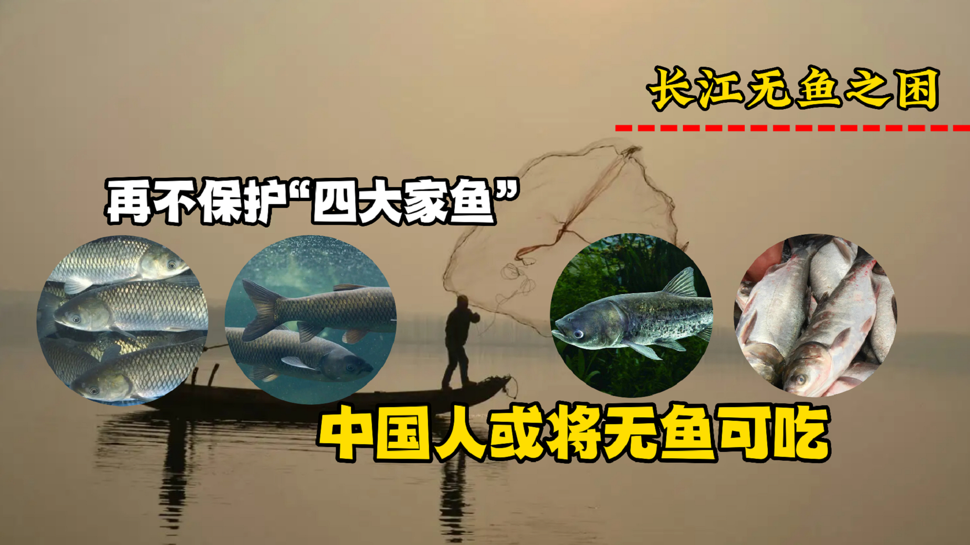 再不保护“四大家鱼”基因库,长江流域将面临无鱼之困,无鱼可吃