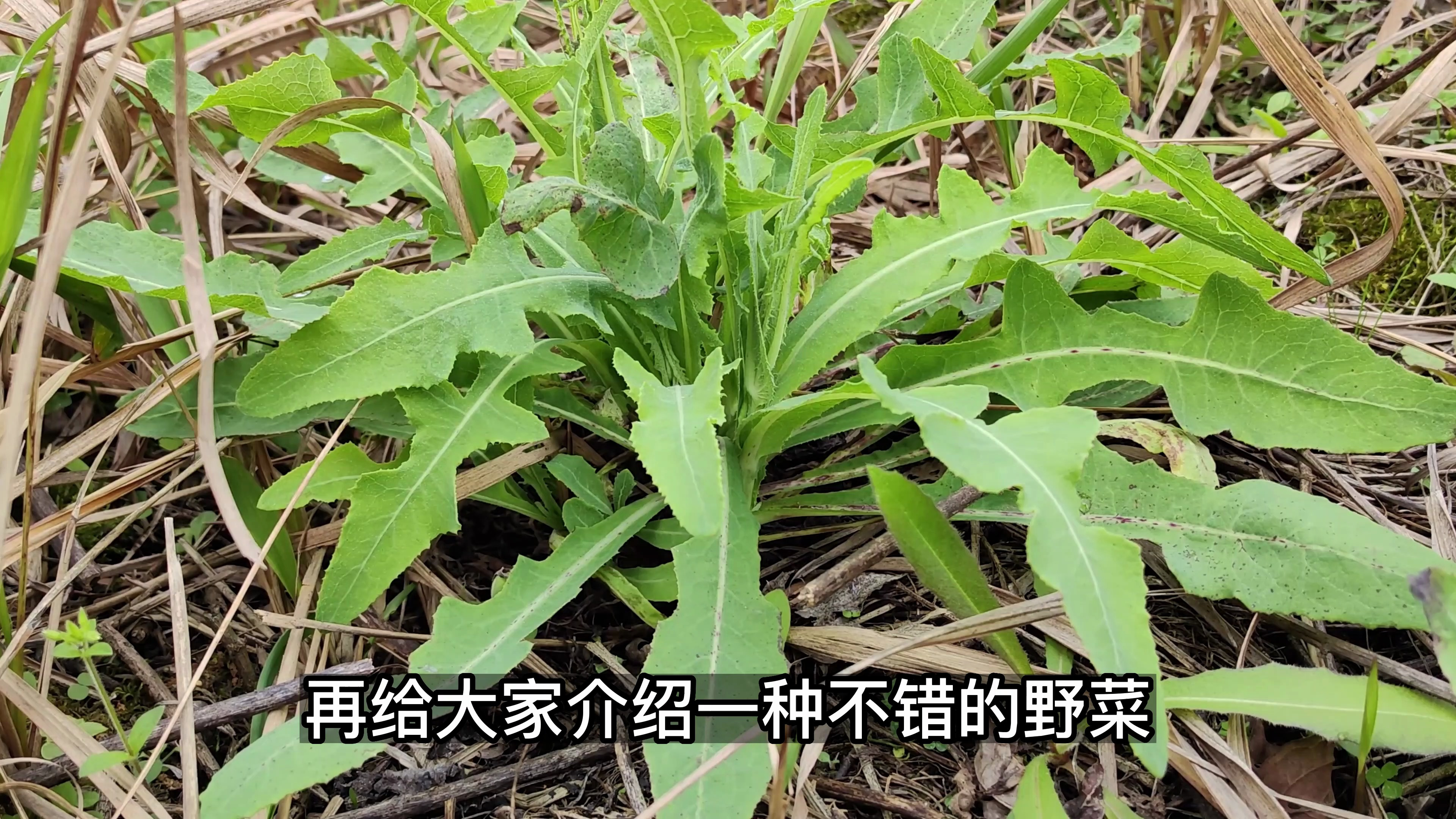 苣荬菜是春天一味不错的野菜,还可以做苦菜茶或苦菜干,你吃过么