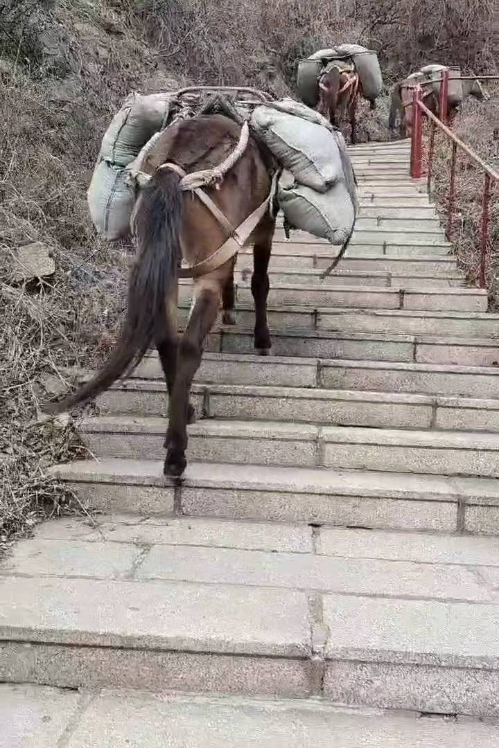 邢台马帮骡子运输