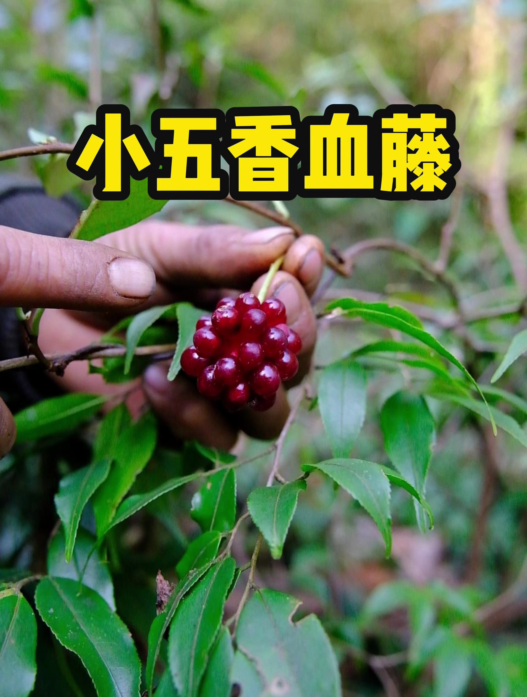 小五香血藤,有没有认识的朋友