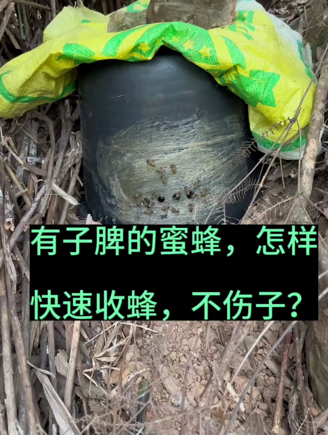 有子脾的蜜蜂,怎样快速收蜂,不伤子