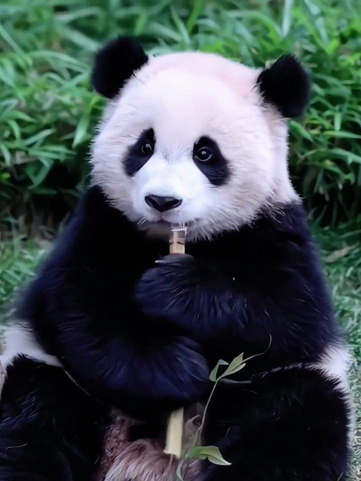 我的心上熊萌萌可爱的辉辉