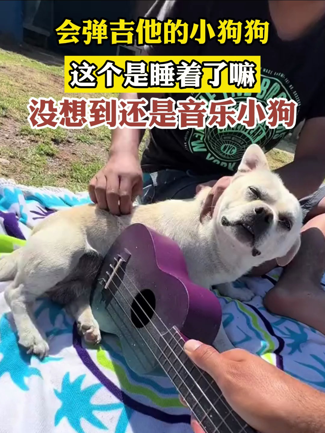 会弹吉他的小狗狗这个是睡着了嘛