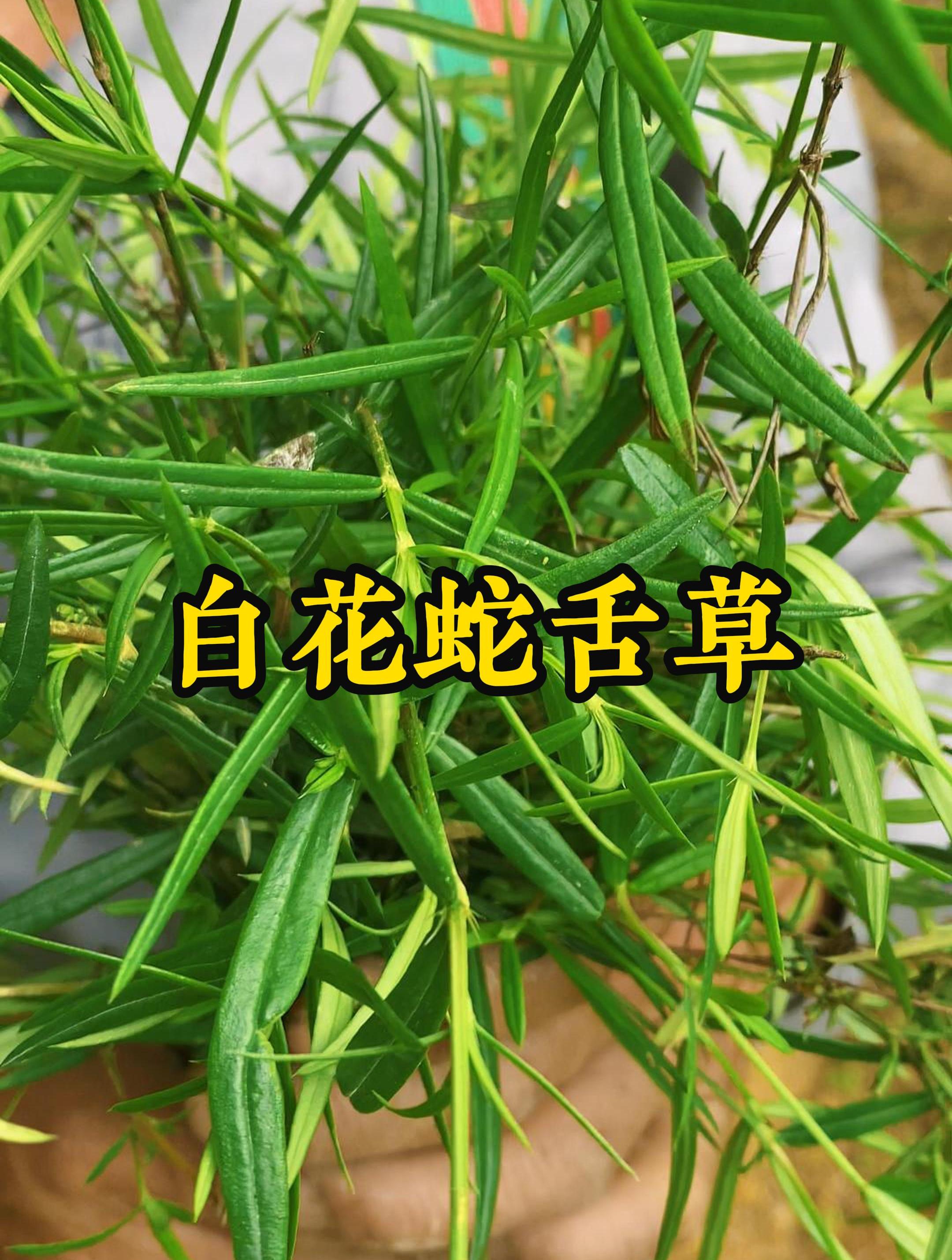 一株白花蛇舌草分享给大家认识-度小视