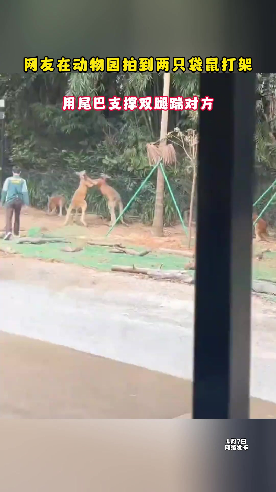 网友在动物园拍到两只袋鼠打架用尾巴支撑双腿踹对方