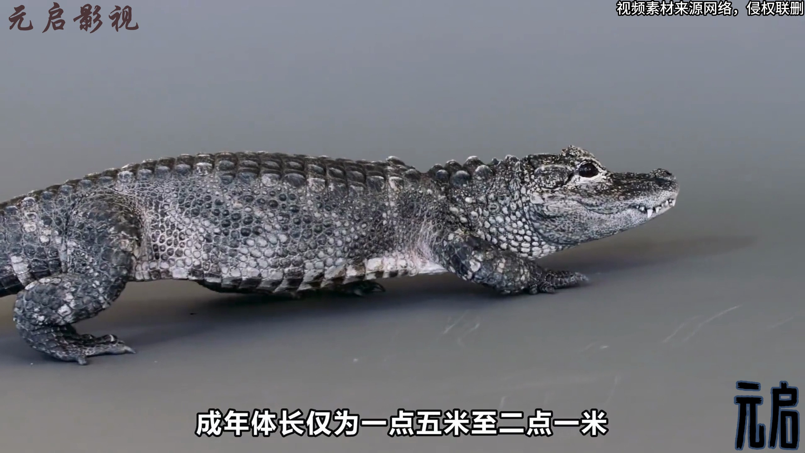 中国特有小型鳄鱼扬子鳄,为何不用担心伤人?