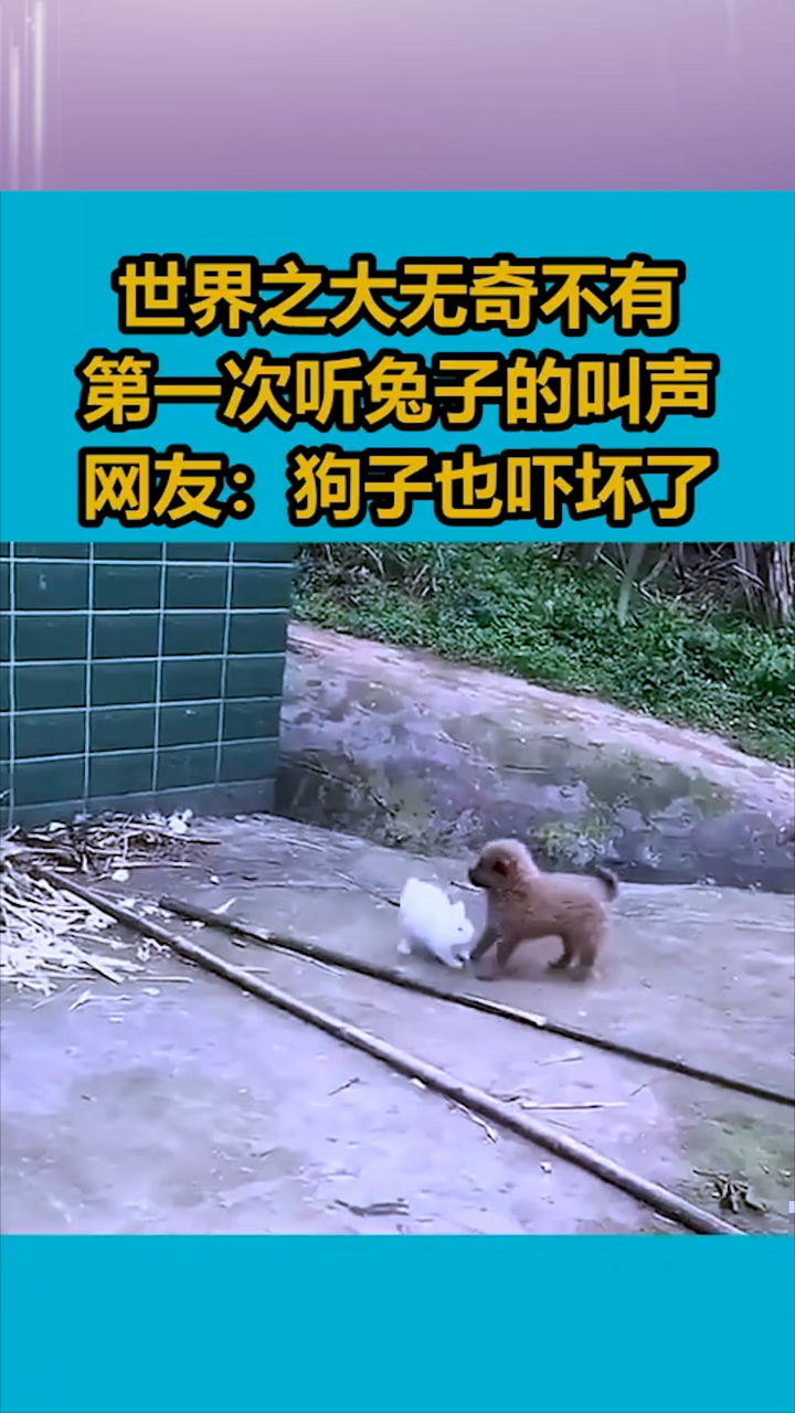 世界之大无奇不有,第一次听兔子的叫声,网友狗子也吓坏了