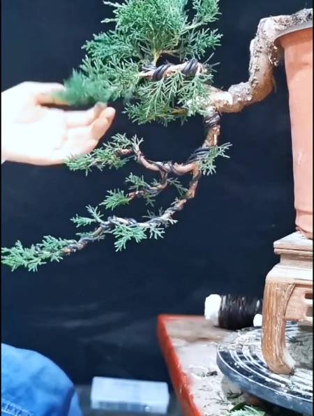 济州真柏悬崖桩,看我如何用最简单的做法来成就最极致的美!-度小视