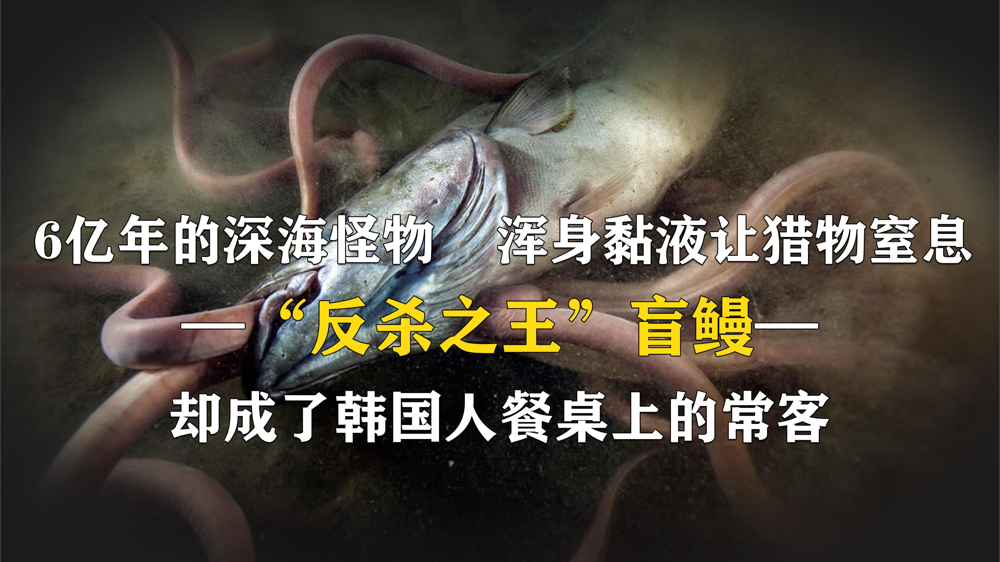 存活6亿年的变态怪物,浑身黏液让狩猎者窒息,盲鳗到底有多可怕