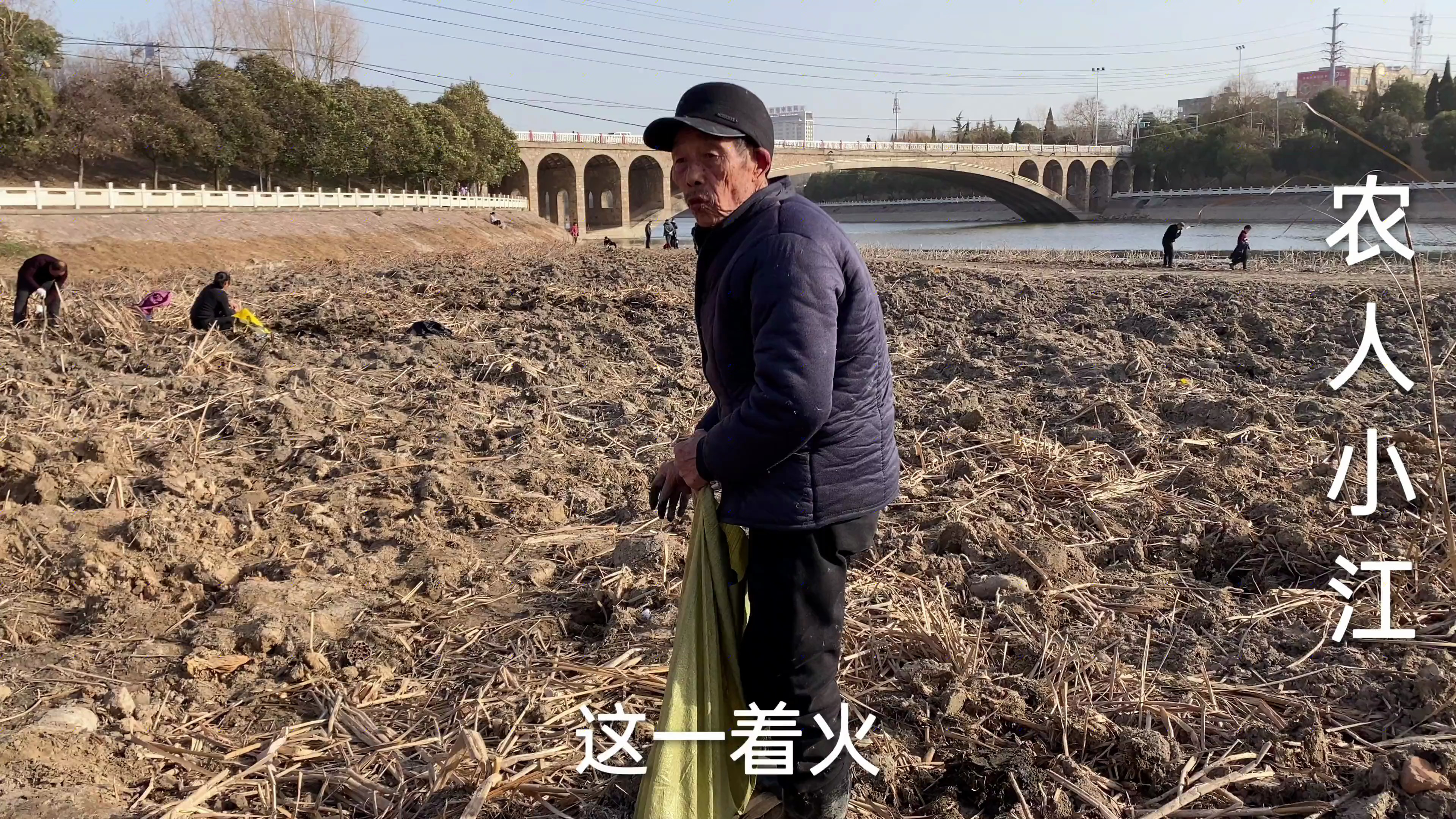 河水下降、野生莲菜免费挖,看5岁大爷半小时挖了多少斤