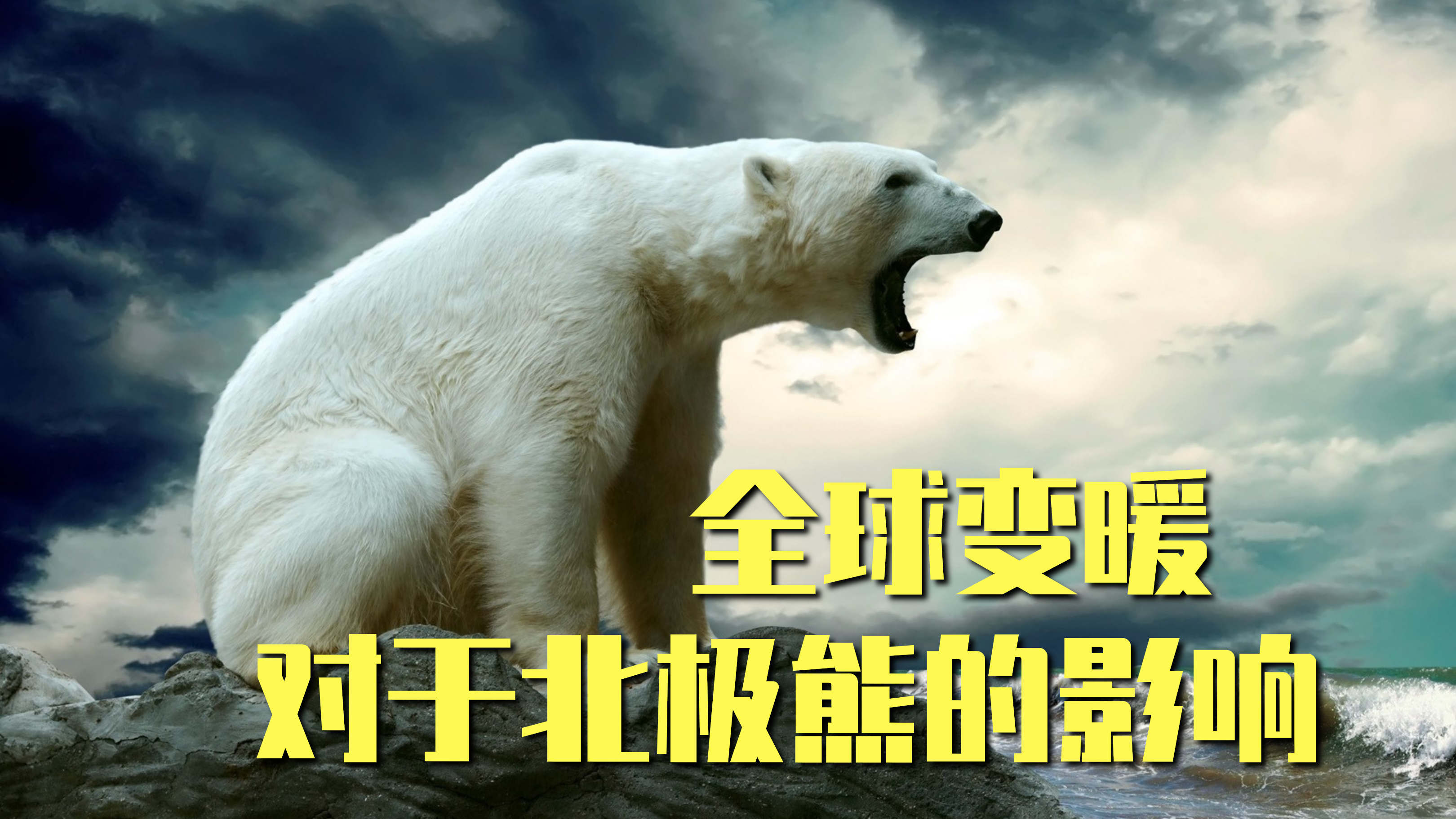 世界上最大的陆地食肉动物-北极熊,连续游泳长达10天,600公里