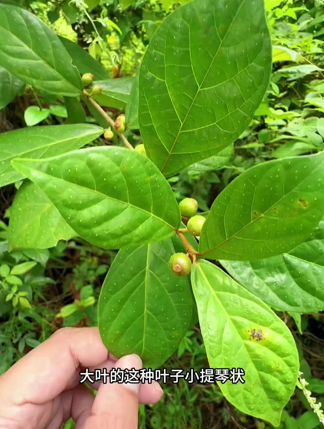 会流奶的树你见过吗,它就是我们客家最受欢迎的牛奶根,一起来看