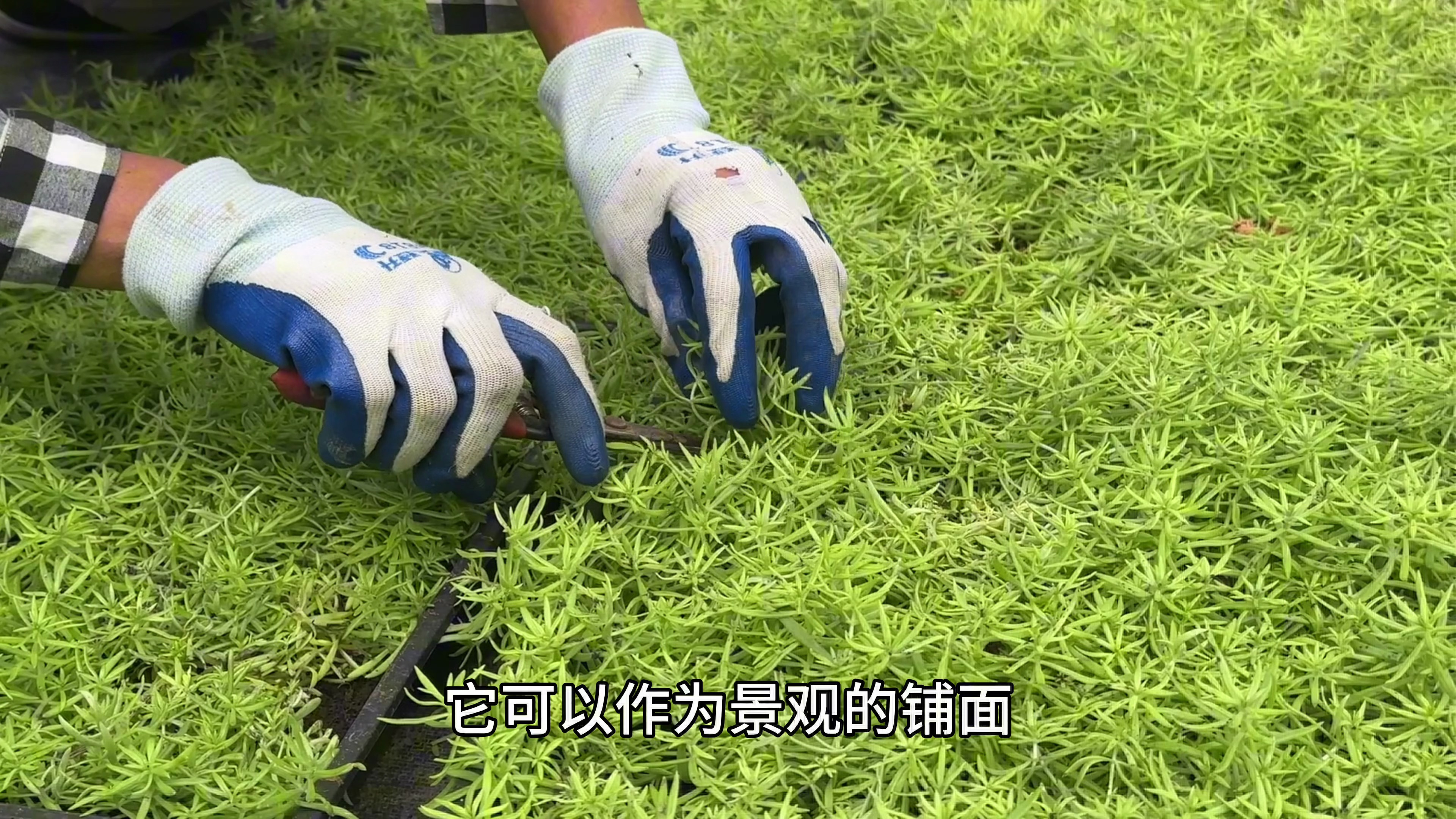 佛甲草繁殖太简单了，只有小小的一点就可以养出一大框
